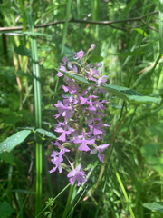 Platanthera psycodes