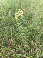 Asclepias obovata