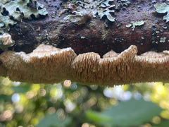 Cerrena unicolor