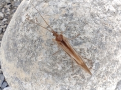 Limnephilus rhombicus