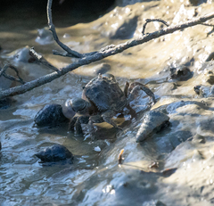 Hemigrapsus oregonensis