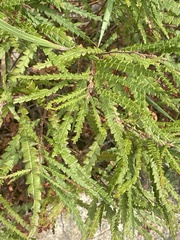 Comptonia peregrina