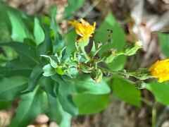 Hieracium