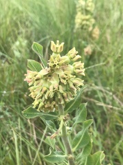 Asclepias obovata