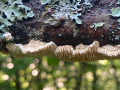 Cerrena unicolor
