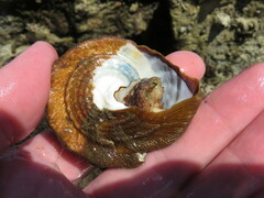 Megastraea undosa