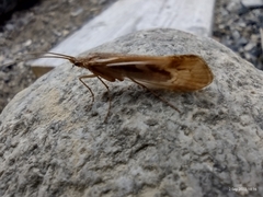 Limnephilus rhombicus