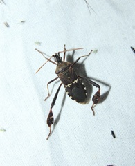 Leptoglossus clypealis