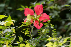 Hibiscus coccineus