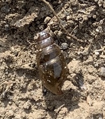 Cochlicopa lubrica