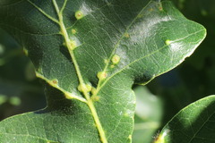 Neuroterus floccosus