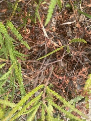 Comptonia peregrina