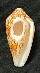 Conus textile