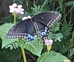 Papilio polyxenes rudkini