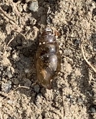 Cochlicopa lubrica