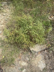 Comptonia peregrina