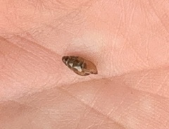 Cochlicopa lubrica