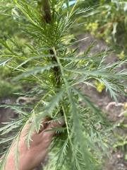 Artemisia biennis