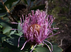 Proteaceae