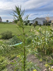 Artemisia biennis