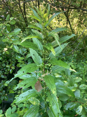 Urtica gracilis
