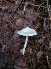 Amanita abrupta
