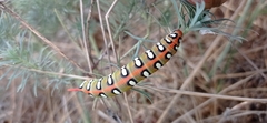 Hyles euphorbiae