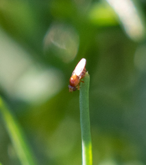 Thaumatomyia rubida