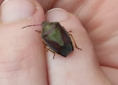 Piezodorus lituratus