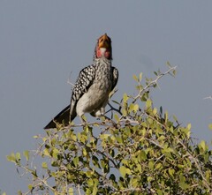 Tockus leucomelas leucomelas