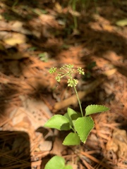 Thaspium trifoliatum aureum