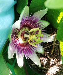 Passiflora alata × caerulea