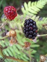 Rubus cuneifolius