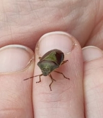 Piezodorus lituratus