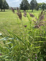 Phragmites australis