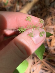 Thaspium trifoliatum aureum