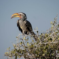 Tockus leucomelas leucomelas