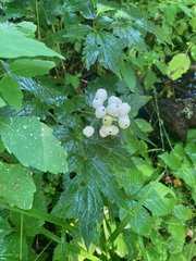 Actaea rubra neglecta
