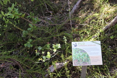 Coprosma ochracea
