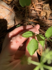 Thaspium trifoliatum aureum