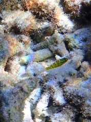 Leptoscarus vaigiensis