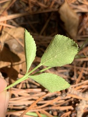 Thaspium trifoliatum aureum