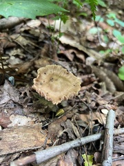 Entolomataceae