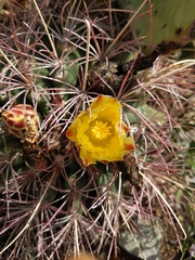 Hamatocactus hamatacanthus