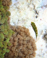 Leptoscarus vaigiensis