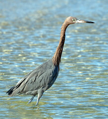 Egretta rufescens