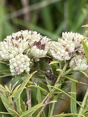 Pycnanthemum
