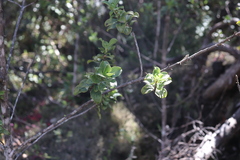 Coprosma ochracea