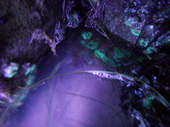 Anthopleura elegantissima