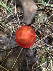 Hygrocybe coccinea